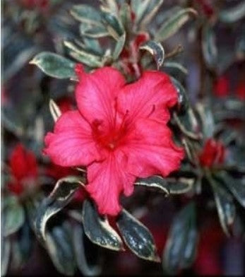 Azalea 'Silver Sword'