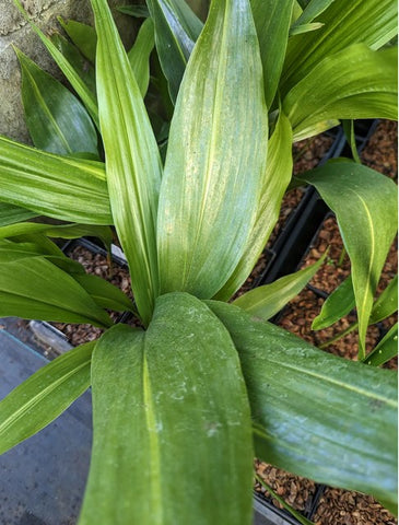 Aspidistra elatior 'Lennon's Song'