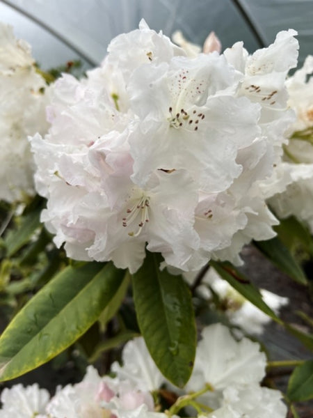 Rhododendron 'Loder's White'