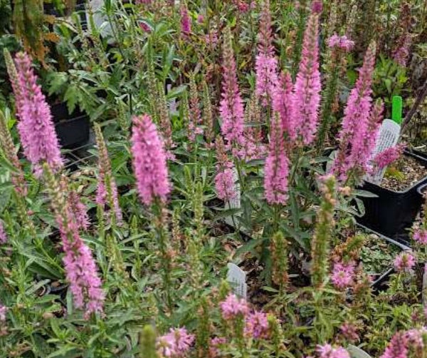 Veronica spicata 'Giles Van Hees'