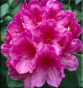 Rhododendron 'Anna Rose Whitney'