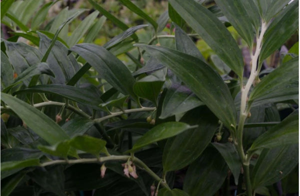 Disporopsis perneyi 'Sichuan Jade'