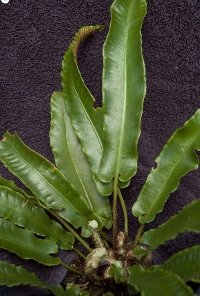 Asplenium scolopendrium 'Undulatum' (aka Undulating Hart's Tongue Fern)