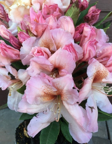 Rhododendron 'Satsop Sunrise'