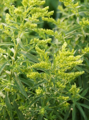 Solidago 'Laurin'