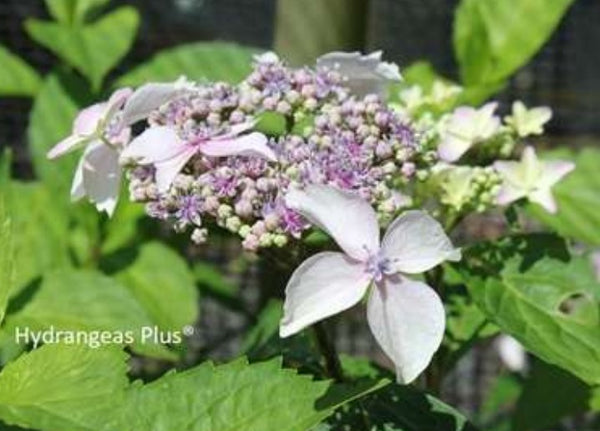 Hydrangea macrophylla 'Summer Frost'