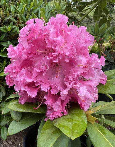 Rhododendron 'Besse Howells'