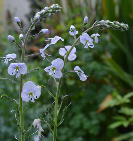 Veronica gentianoides 'Tissington White'