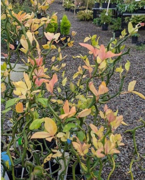 Poncirus trifoliata 'Flying Dragon' (aka Contorted Hardy Orange)