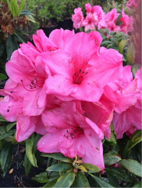 Rhododendron 'John Coutts'