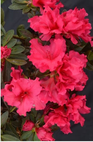 Azalea 'Red Wing'