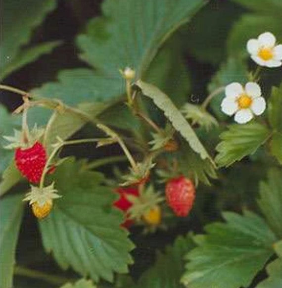 Fragaria vesca 'Sempervirens'