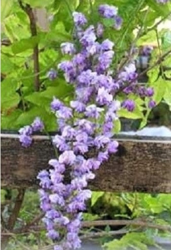 Wisteria floribunda 'Violacea Plena' aka Wisteria floribunda 'Black Dragon'