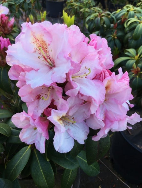 Rhododendron 'Satin Memories'