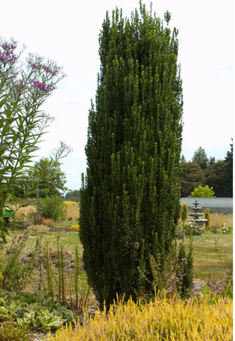 Ilex crenata 'Sky Pencil' (aka Sky Sentry™)