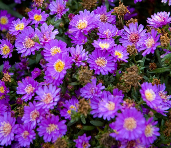 Symphyotrichum novi-belgii 'Tiny Tot' (aka Aster 'Tiny Tot,' New York Aster)