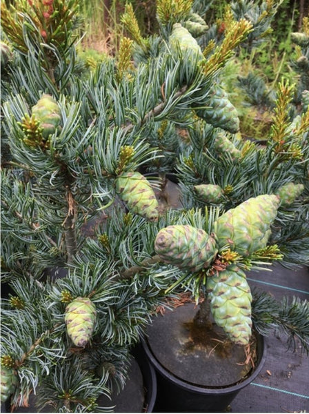 Pinus parviflora 'Koru'