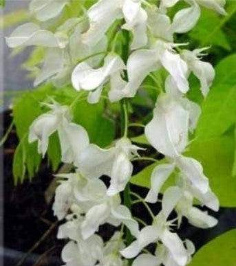 Wisteria floribunda 'Shiro noda' (aka 'Snow Showers')