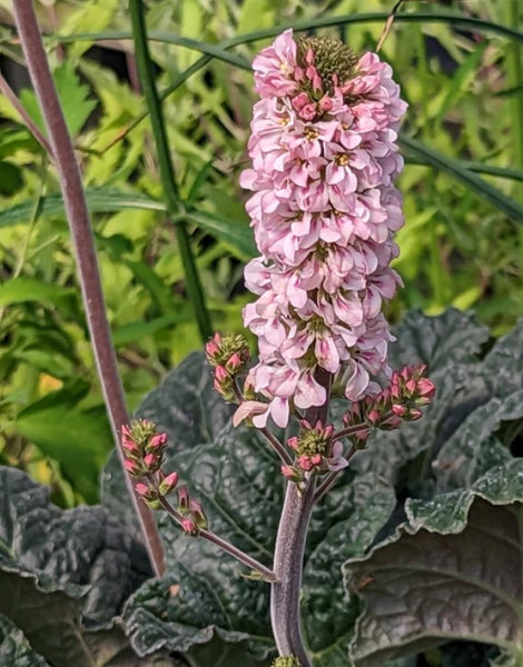 Francoa appendiculata (Bridal Wreath)