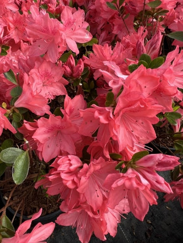 Azalea 'Peach Fuzz'