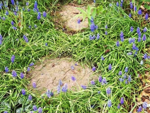 Muscari 'Alida'