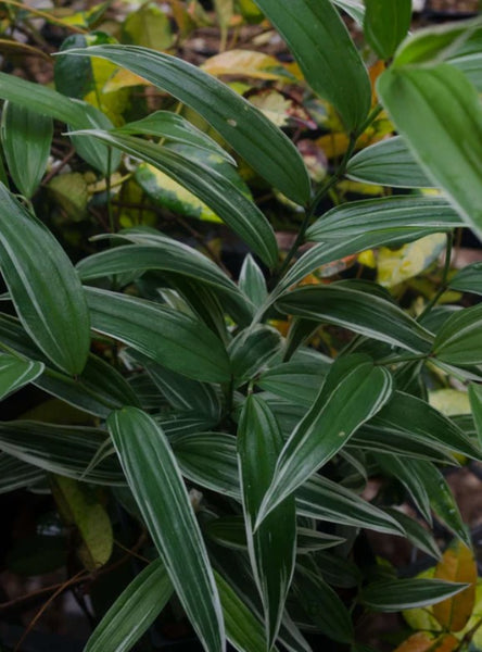 Disporum sessile 'Variegata'