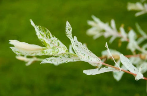 Salix integra 'Hakuro Nishiki'