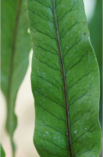 Lepisorus bicolor