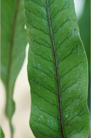 Lepisorus bicolor