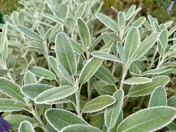Brachyglottis greyi x monroi [UCSC 89.189]