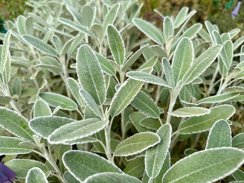 Brachyglottis greyi x monroi [UCSC 89.189]