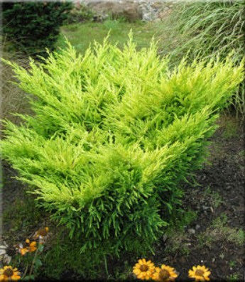 Juniperus horizontalis 'Lime Glow'