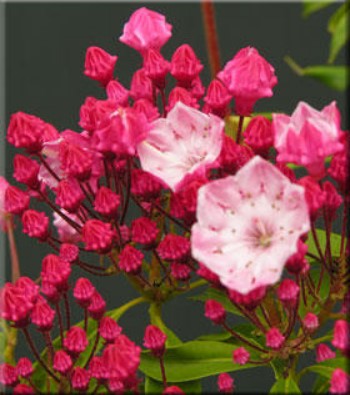 Kalmia latifolia 'Ostbo Red'