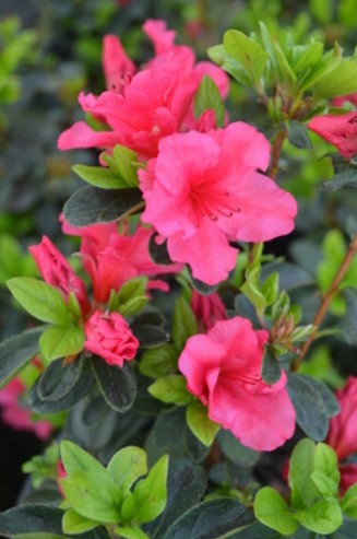 Azalea 'Girard's Chiara'