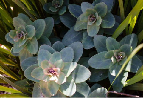Sedum 'Bertram Anderson'