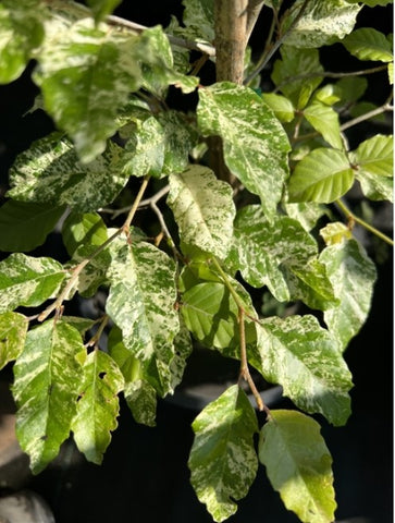 Fagus sylvatica 'Franken' (Franken European Beech)