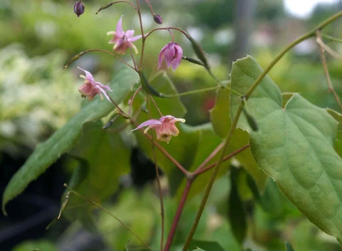 Epimedium 'Asiatic Hybrid'