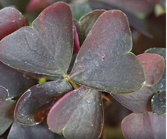 Oxalis triangularis 'Muka'