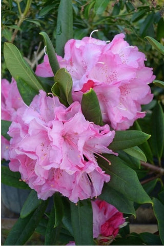 Rhododendron 'Peppermint Twist'