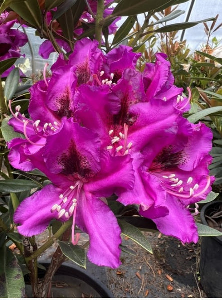 Rhododendron 'Dark Sister'