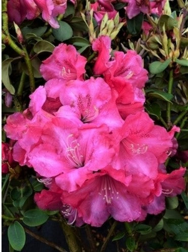 Rhododendron 'Gartendirektor Glocker'