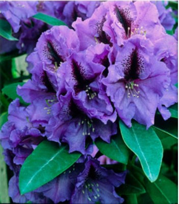 Rhododendron 'Blue Pacific'