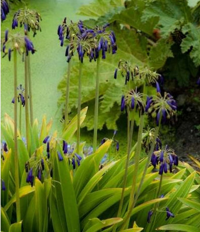 Agapanthus inapertus ssp. pendulus 'Graskop'(aka Lily of the Nile)