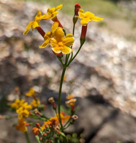 Primula chungensis