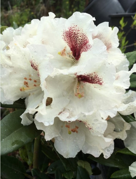 Rhododendron 'Sappho' x 'Tweedy Bird'