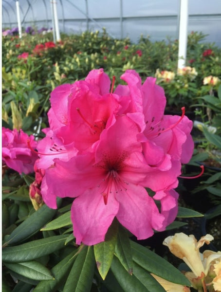 Rhododendron 'Creole Bell'