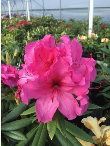 Rhododendron 'Creole Bell'