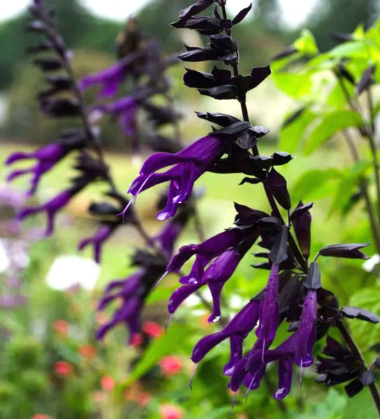 Salvia 'Amistad'