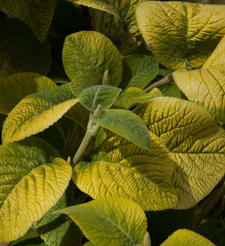 Viburnum lanatum 'Aureum'