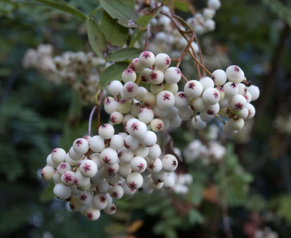 Sorbus cashmeriana (Kashmir Rowan Tree)